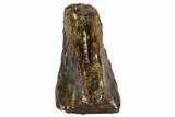 Triceratops Shed Tooth - Montana #109080-1